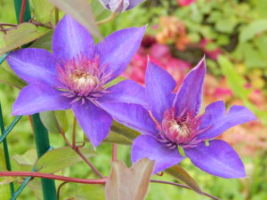 DSCN3004.JPG