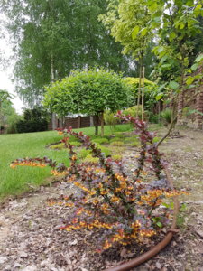 20170531_084423.jpg