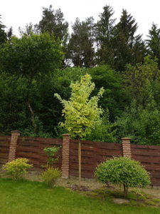 20170604_114434.jpg