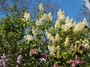 20170529_184716.jpg