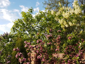 20170529_184745.jpg