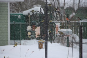 IMG_4421.JPG