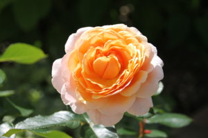 IMG_3858.JPG
