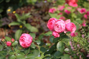IMG_9289.JPG
