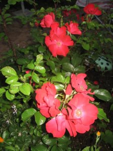 IMG_2449.jpg