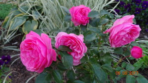 DSC08914.JPG