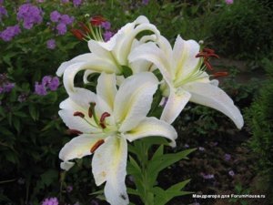 img_48733_26426.jpg