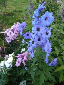 IMG_20170730_194500.jpg
