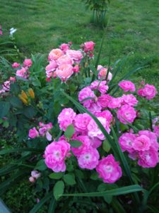 IMG_20170730_194934.jpg