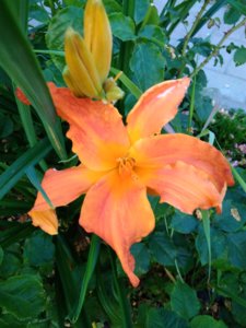 IMG_20170821_184341.jpg
