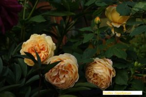 DSC00012.JPG