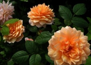 грейс (19).JPG