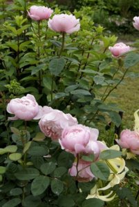 alnwick rose (2).JPG