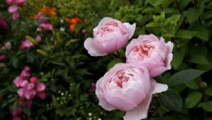 alnwick rose (1).JPG