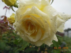 0720 085.jpg