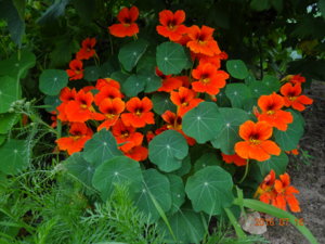 DSC03227.JPG