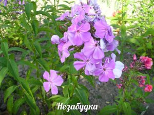 ф незабудка.jpg