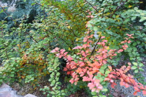 IMG_2605.JPG