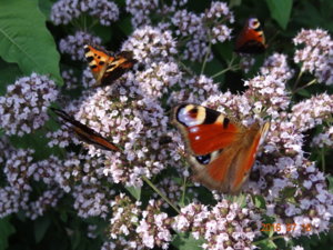 DSC03237.JPG