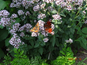 DSC03234.JPG