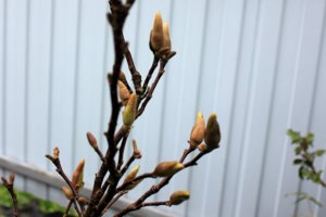 IMG_4299.JPG