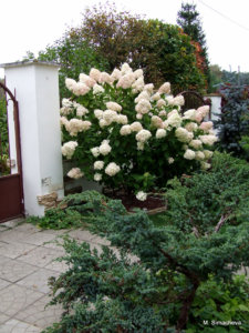 DSCF4786.JPG