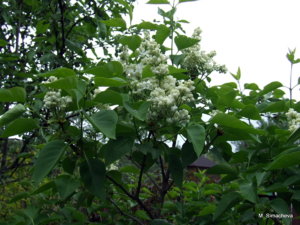 DSCF3736.JPG