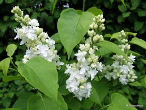 DSCF3746.JPG