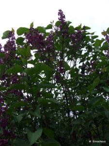 DSCF3762.JPG