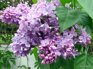 DSCF3775.JPG