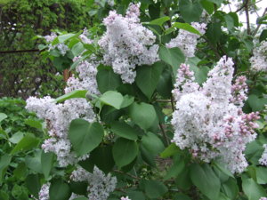 DSCF4391.JPG