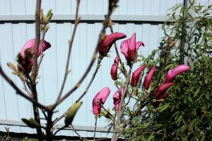IMG_4528.JPG