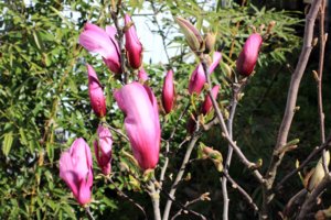 IMG_4543.JPG