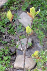 IMG_4724.JPG