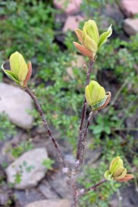 IMG_4734.JPG