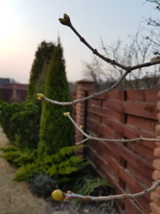 20180412_194438.jpg