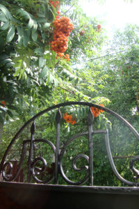 рябина.jpg