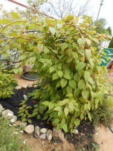 DSCN1516.JPG