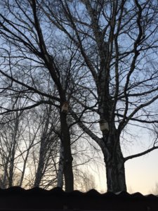 IMG_8523.JPG