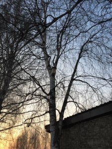 IMG_8524.JPG