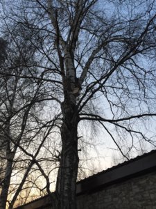 IMG_8525.JPG