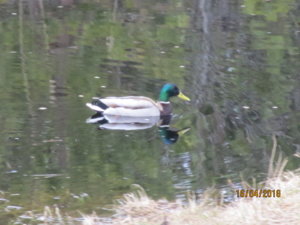 IMG_0393.JPG