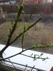 20180418_103839.jpg
