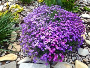 20180425_112110-1.jpg