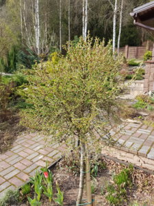 20180425_090814.jpg