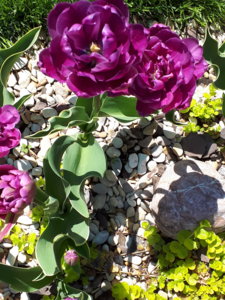 20180429_114359.jpg