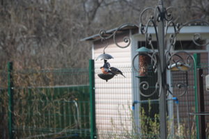 IMG_4727.JPG