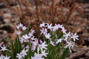 IMG_4671.JPG