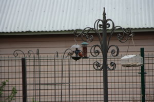 IMG_4928.JPG