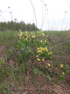20180507_084629.jpg